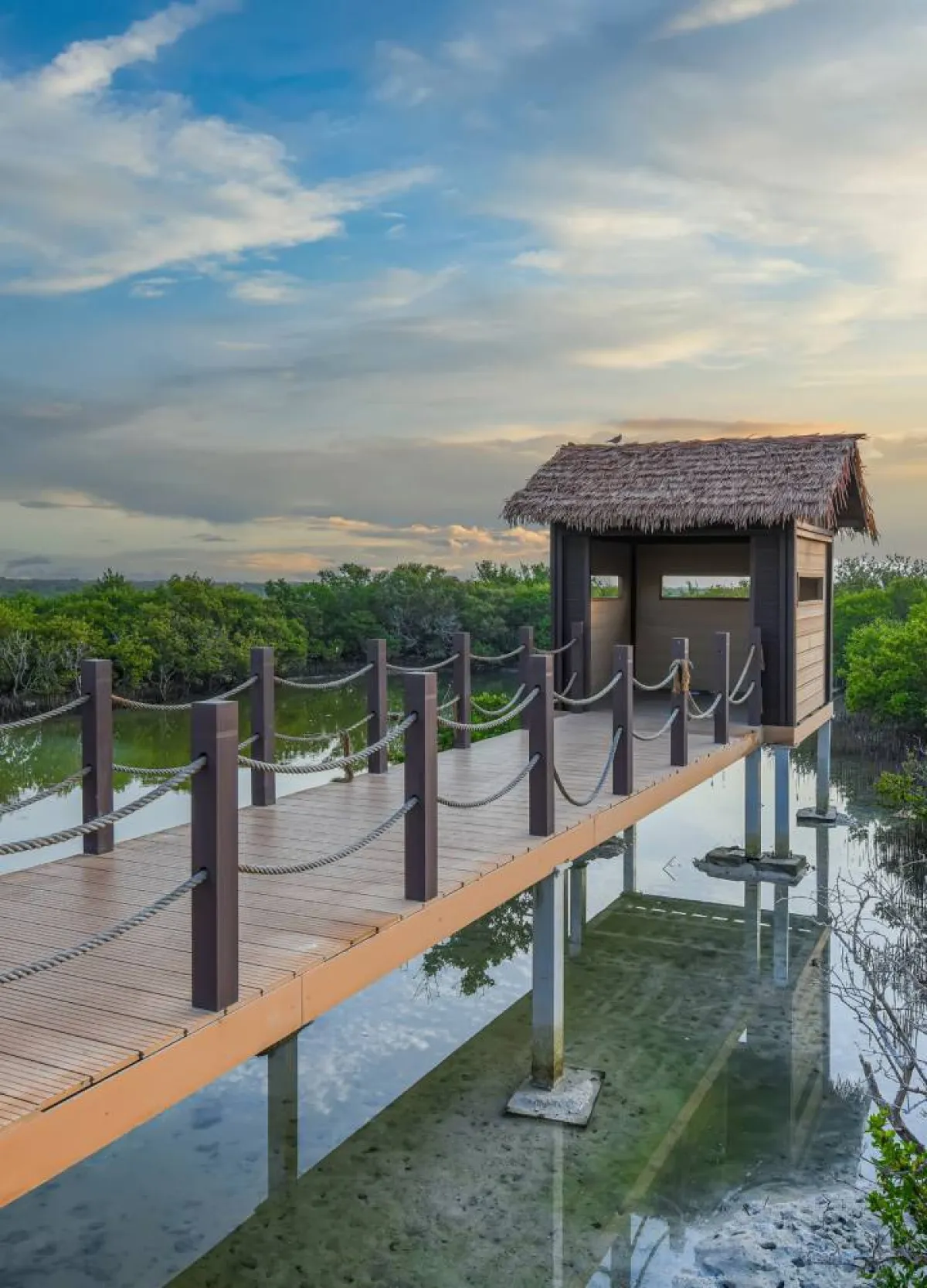 جزيرة أرجوانية مليئة بأشجار القرم في خور قطر