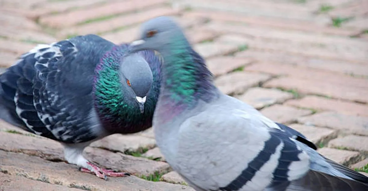 اكتشاف طائر منقرض حيا يثير صدمة العلماء