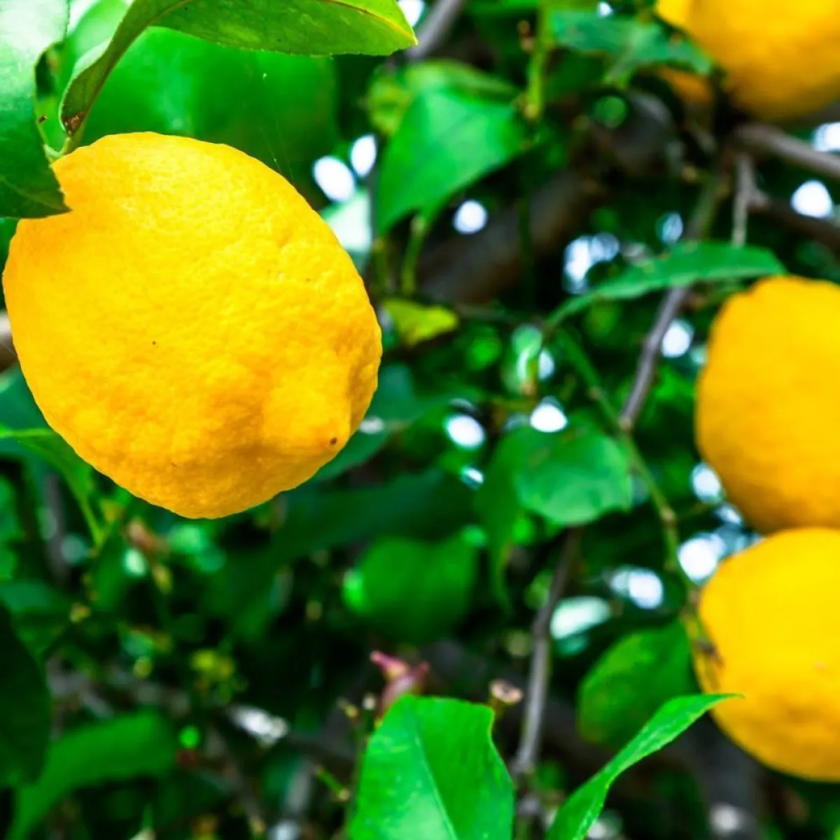 صورة لشجرة الليمون