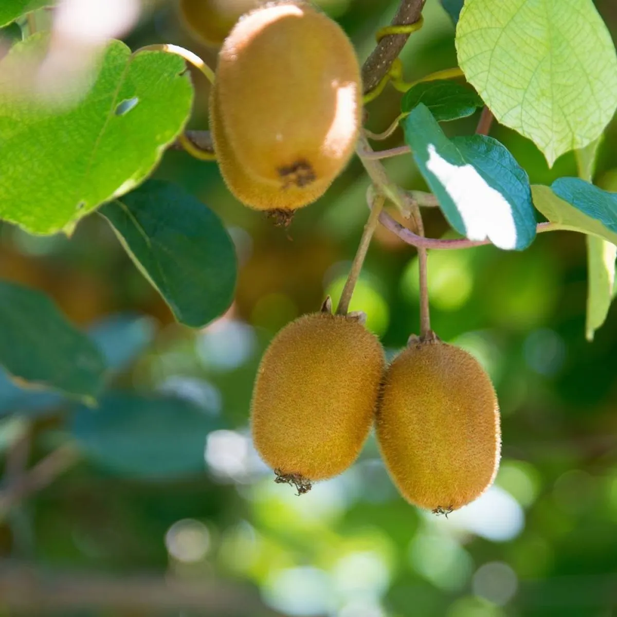 صورة لثمار الكيوي