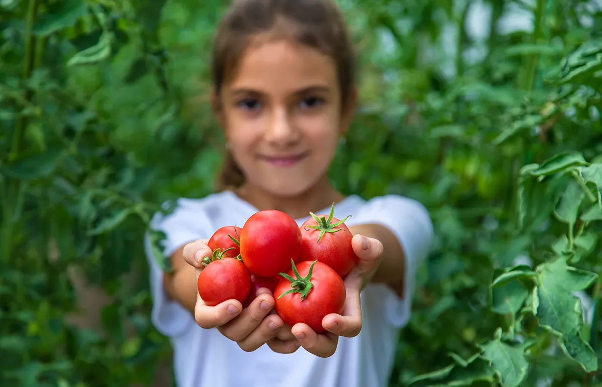 أهمية تناول الأطفال للطماطم..بعد سن الخامسة