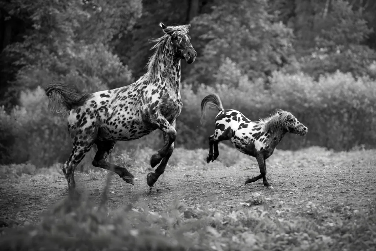  أجمل خيول العالم مهددة بالانقراض