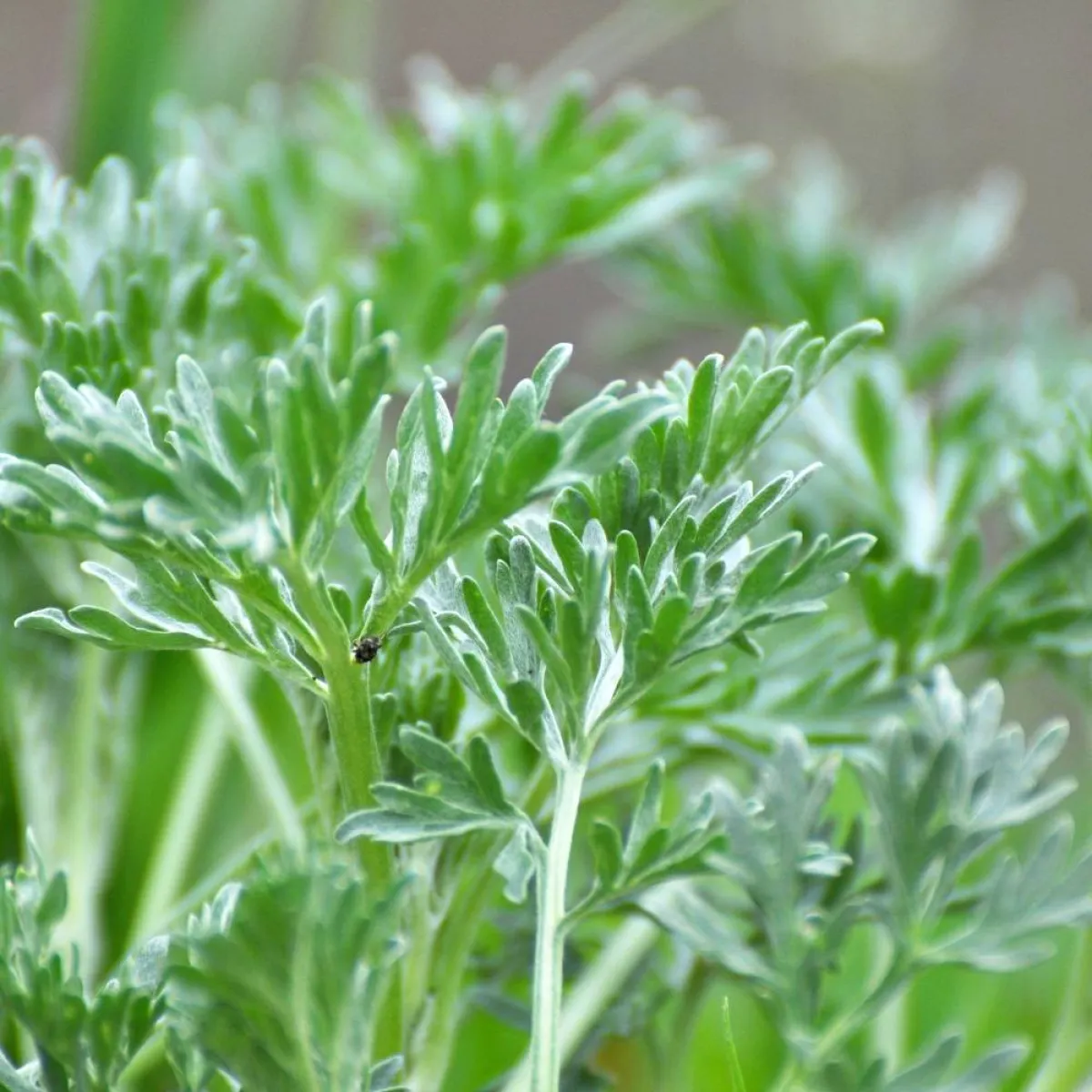 صورة لنبات الميرمية