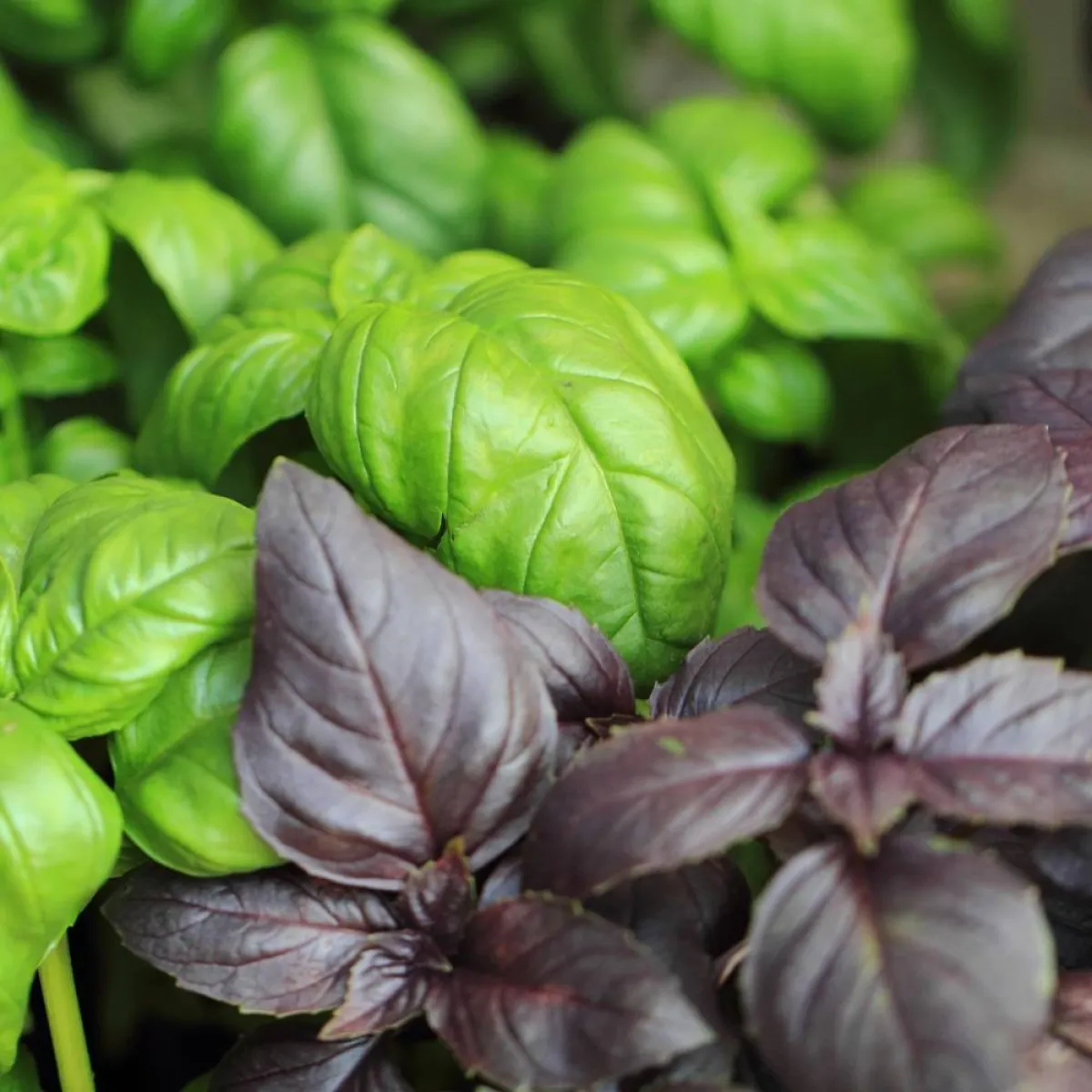 صورة لنبات الريحان