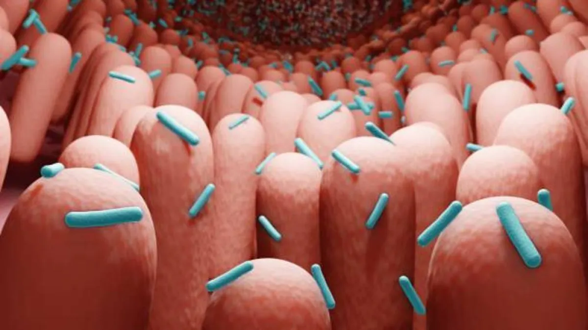 صورة تعبر عن وجود البكتيريا في الأمعاء