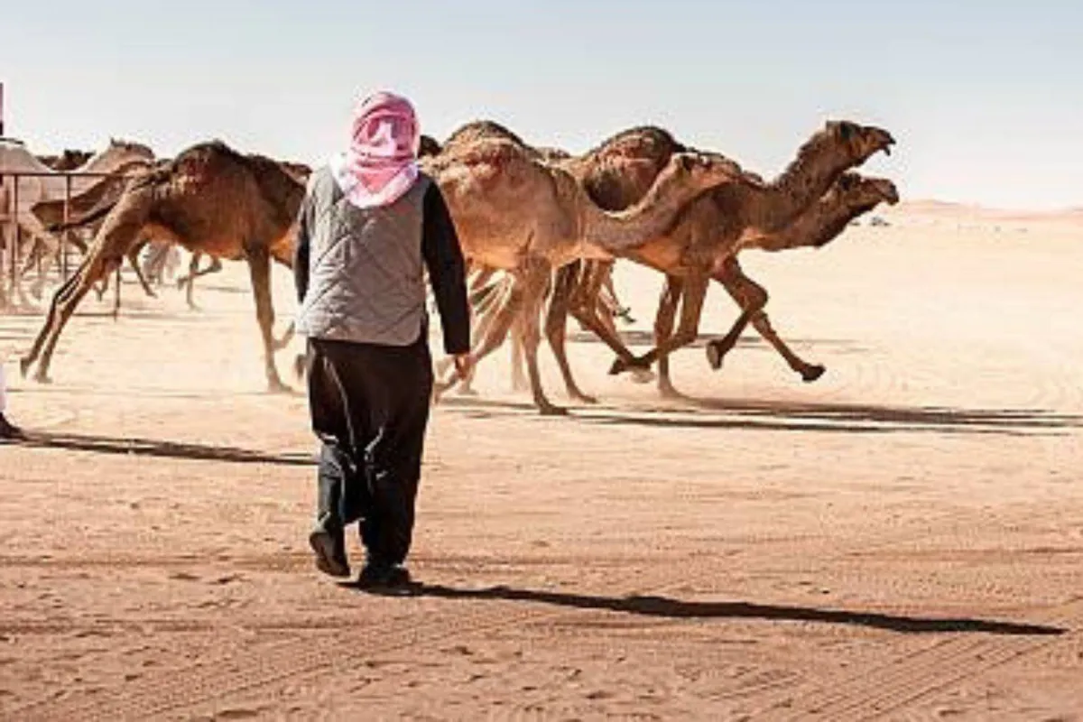 المنسف الأردني والعود السوري والخنجر العماني وحداء الإبل في قائمة اليونسكو