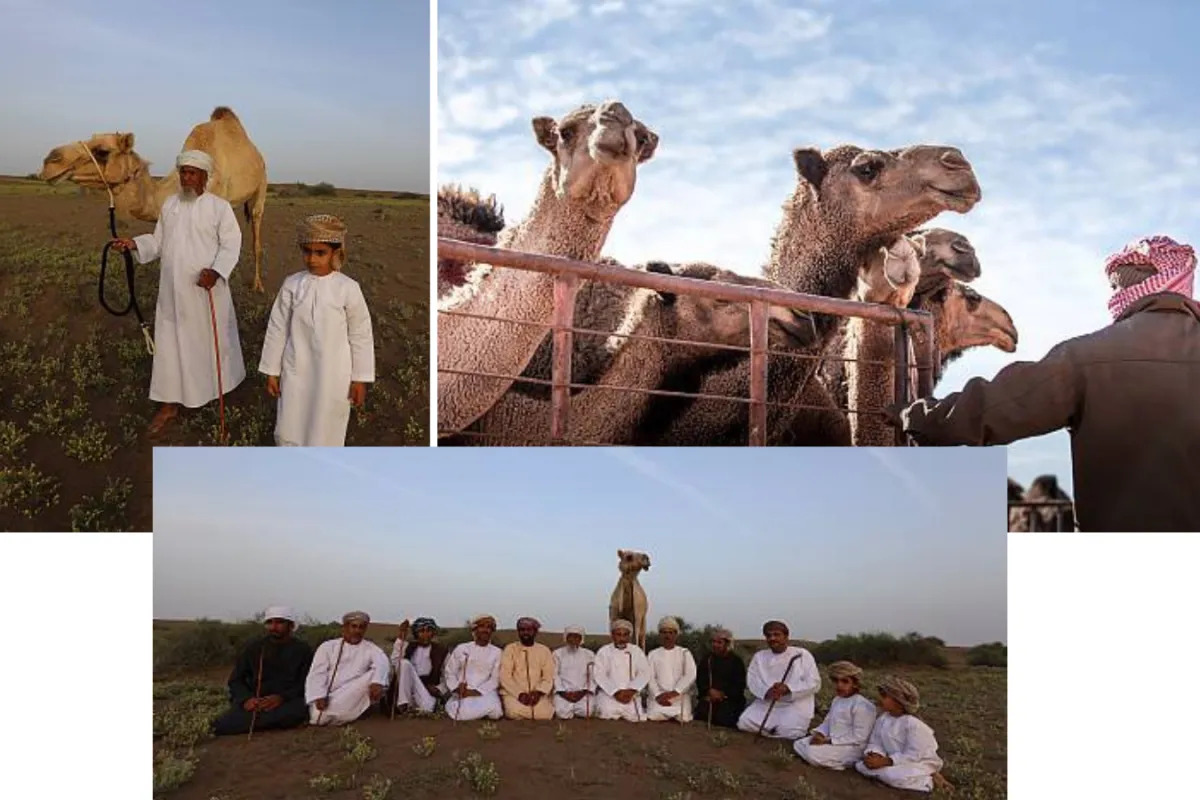 المنسف الأردني والعود السوري والخنجر العماني وحداء الإبل في قائمة اليونسكو