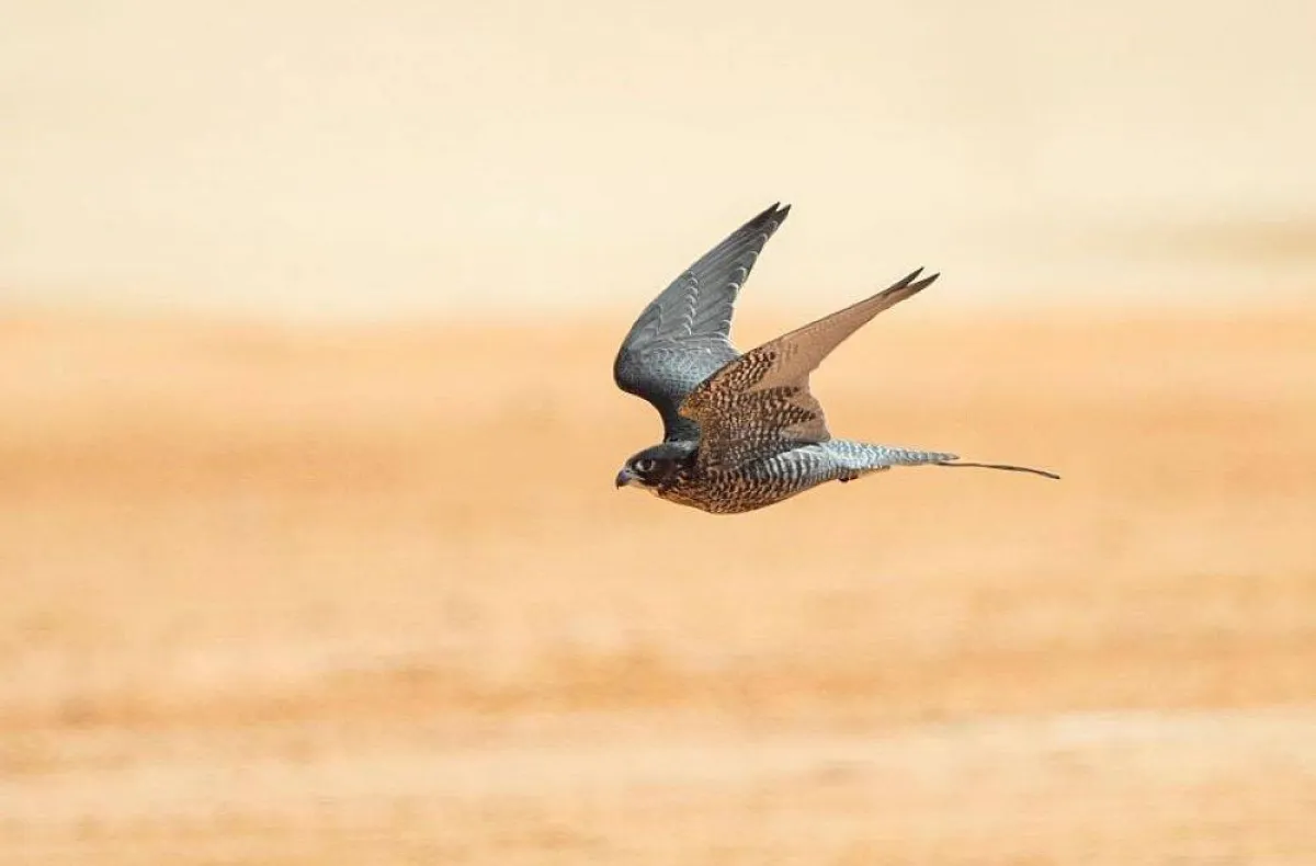 الصقر الأسود يحطم جميع الأرقام القياسية في مهرجان الملك عبدالعزيز للصقور 2022