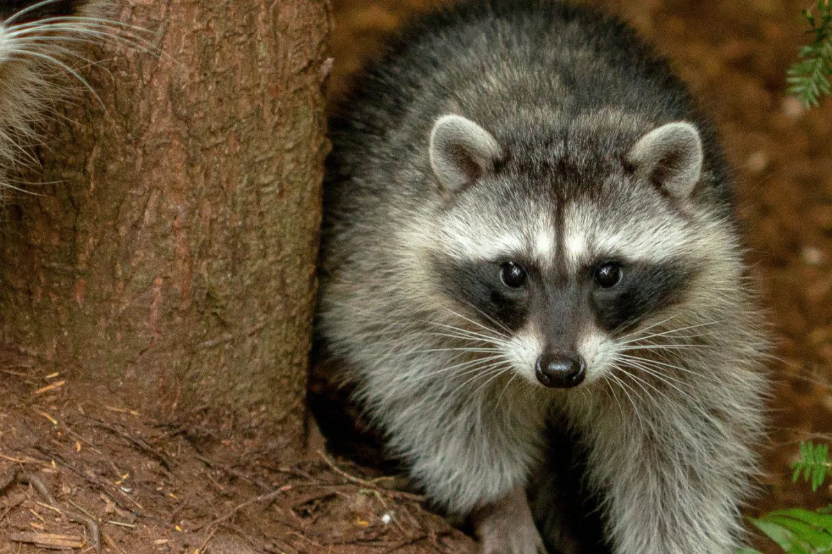 أم تنقذ ابنتها من هجوم راكون مسعور