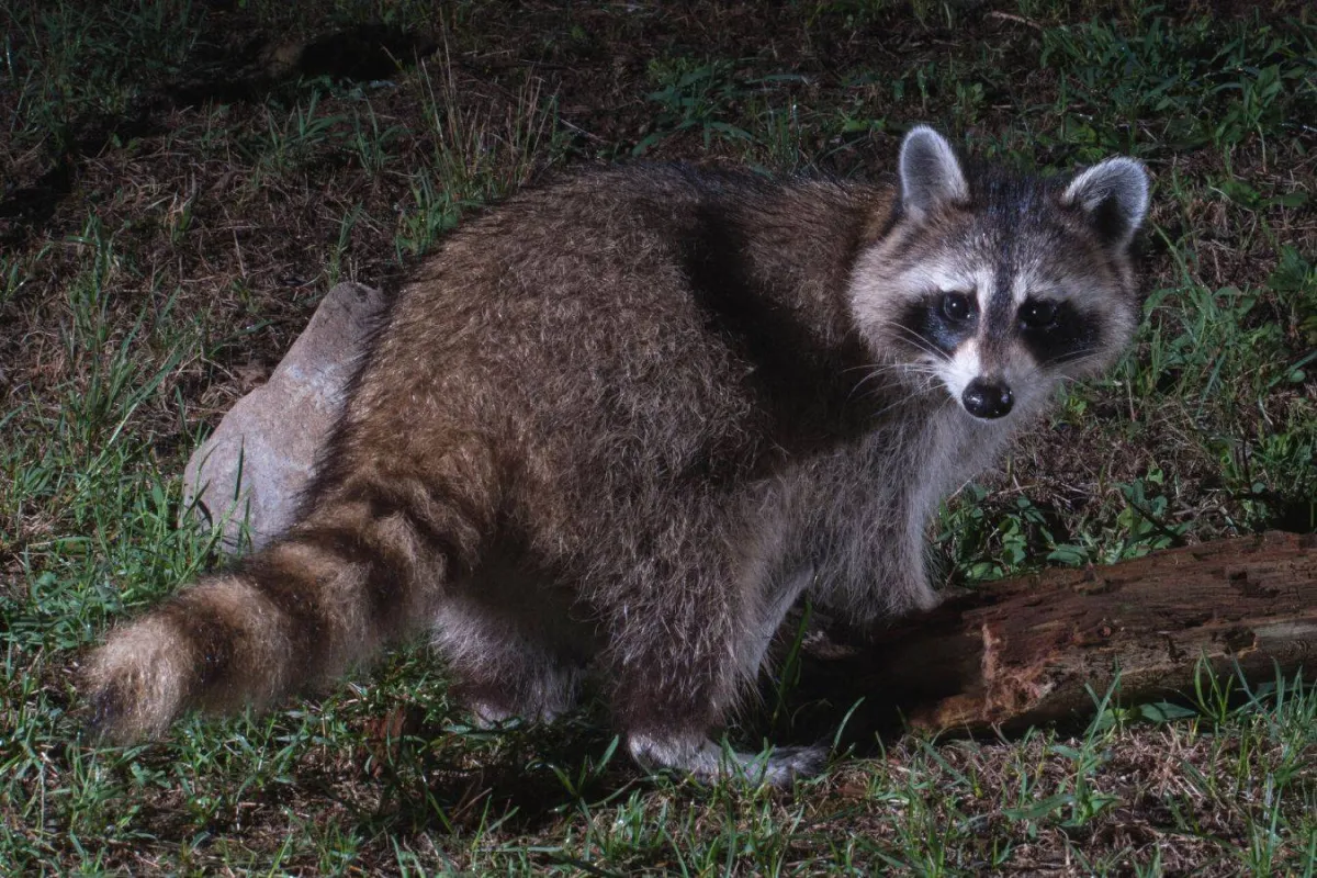 أم تنقذ ابنتها من هجوم راكون مسعور