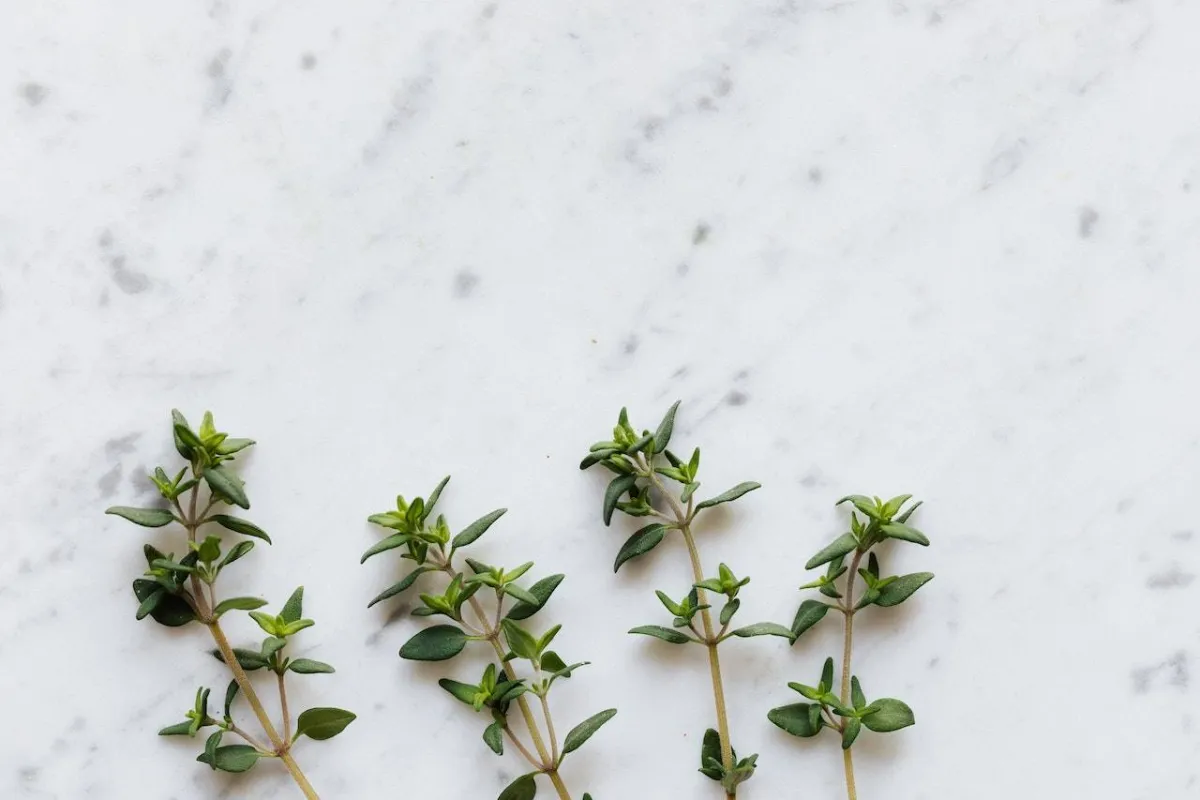 الزعتر البري.. فوائد صحية بالجملة (المصدر: Pexels )