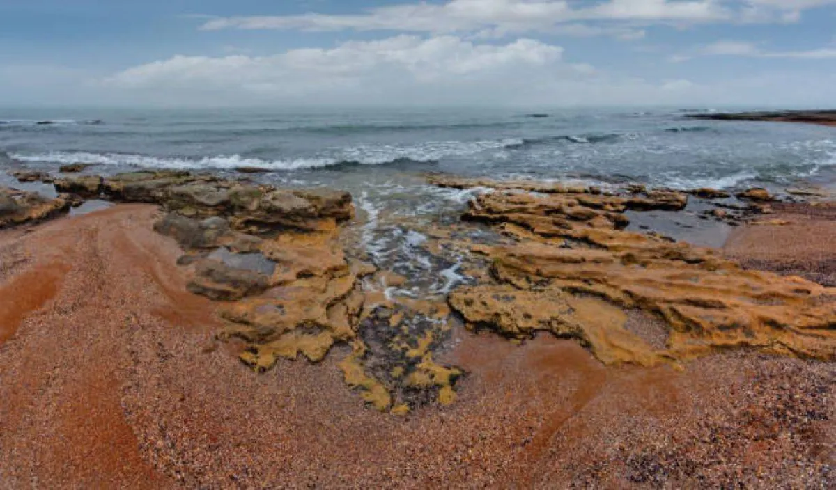 اكتشاف نحو 2500 فقمة نافقة جرفتها المياه إلى شاطئ بحر قزوين