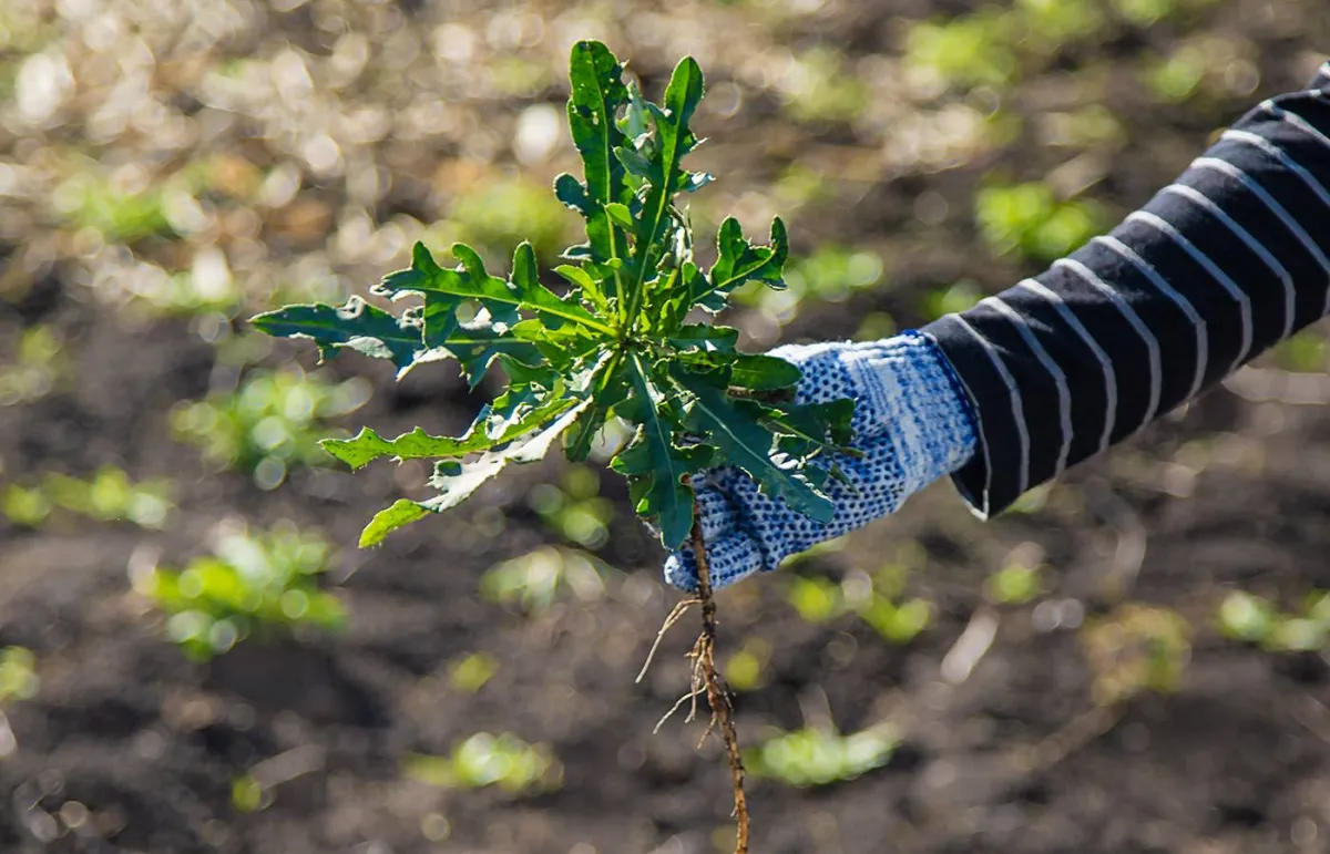 فوائد عشبة االتفاق