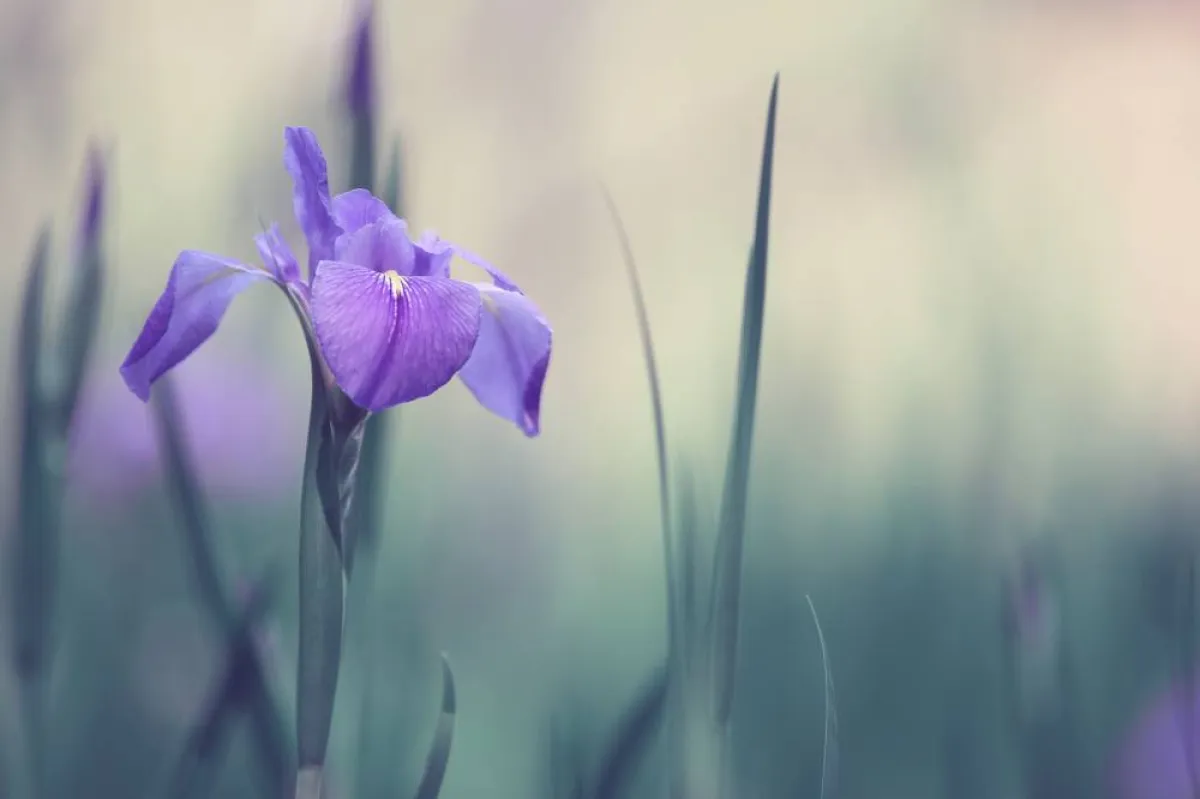 زهرة الأوريس أغلى مكونات العطور