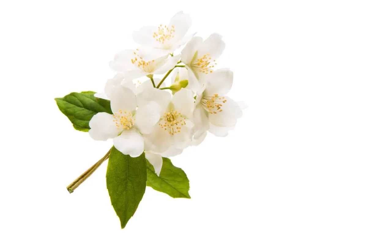 الياسمين أغلى مكونات العطور