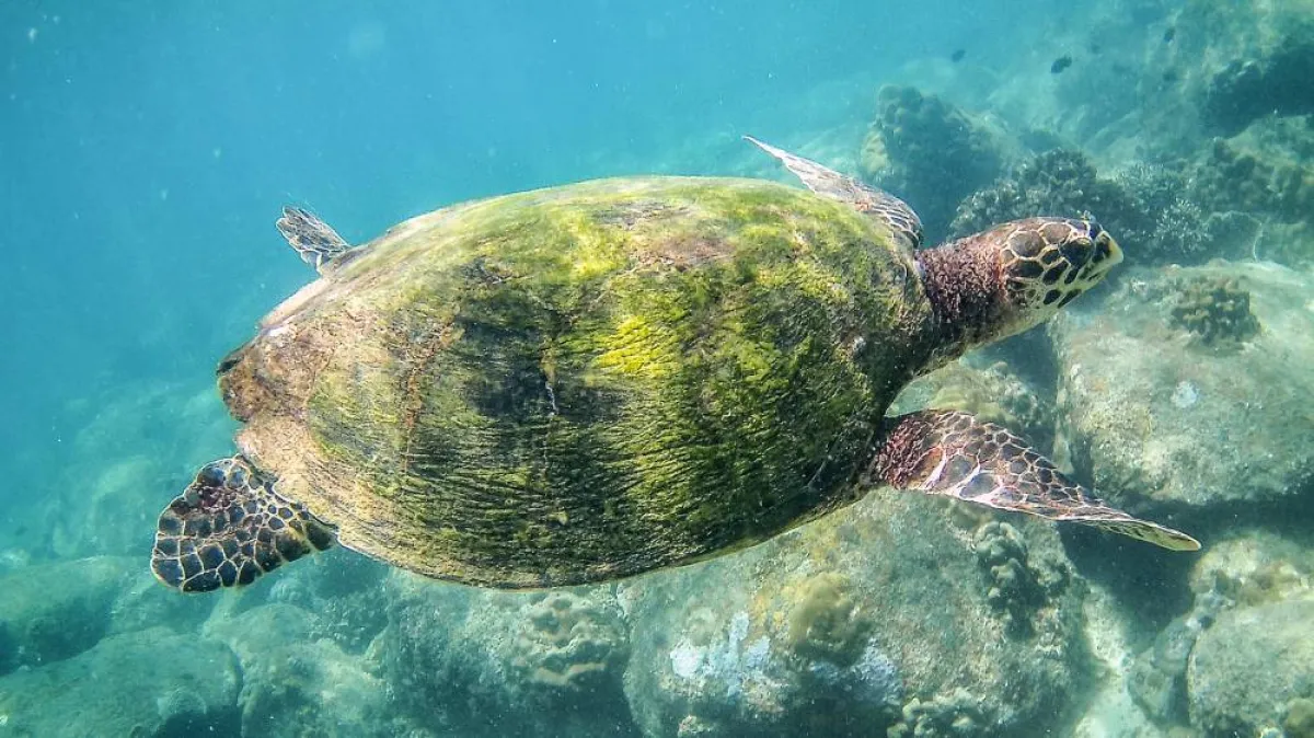 إطلاق محمية للسلاحف البحرية في المياه المحيطة بمتحف اللوفر أبوظبي - pexels