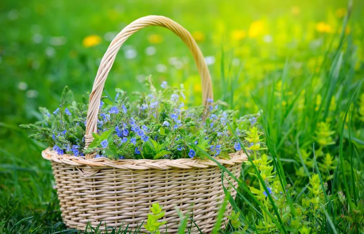 فوائد عشبة الجعدة