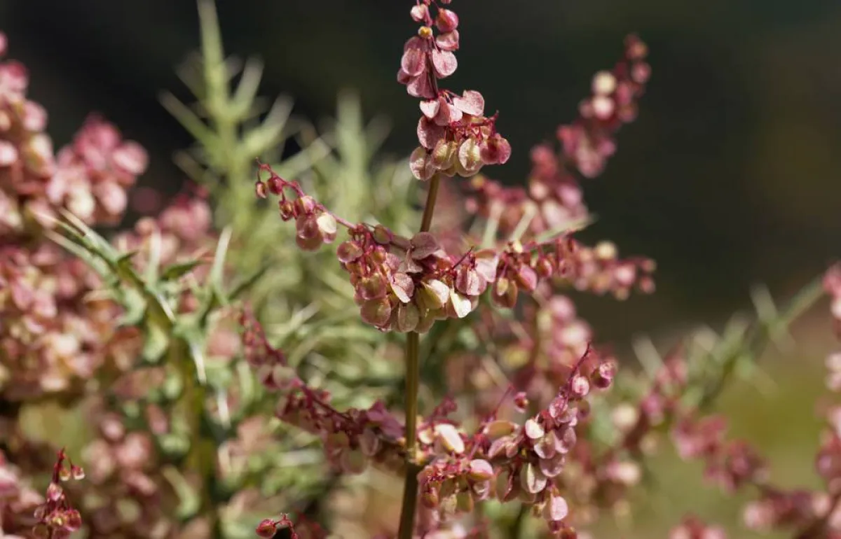 فوائد عشبة العثرب