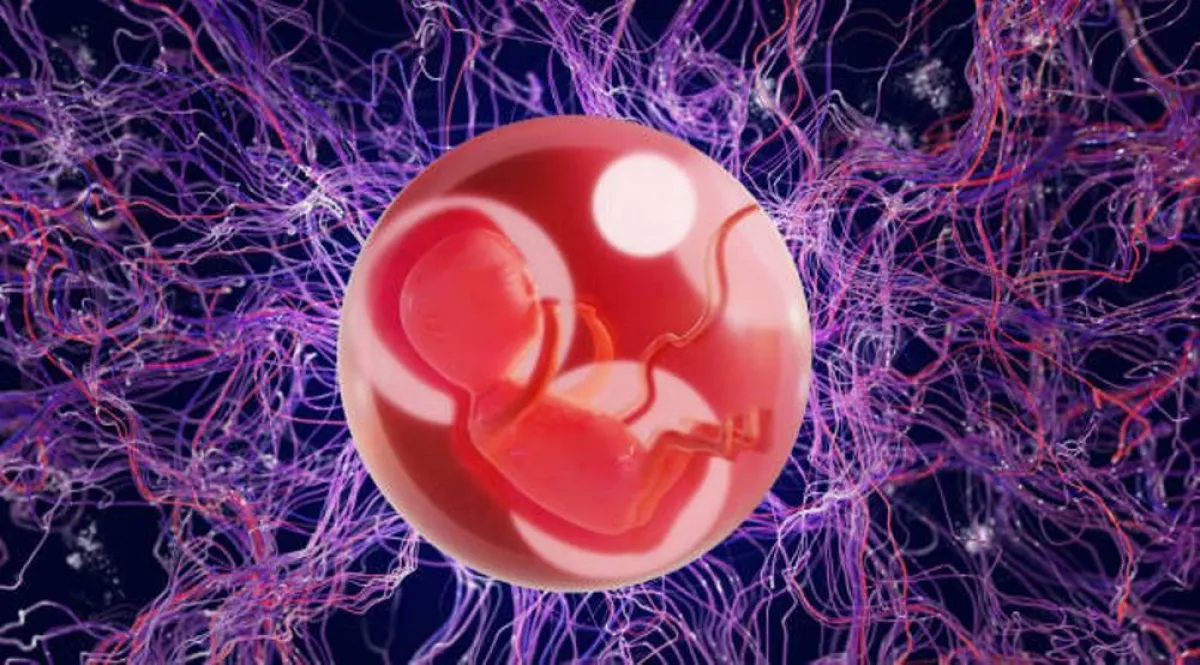 صورة لجنين في رحم الأم