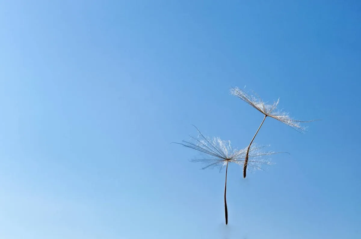 صورة للنسيم العليل