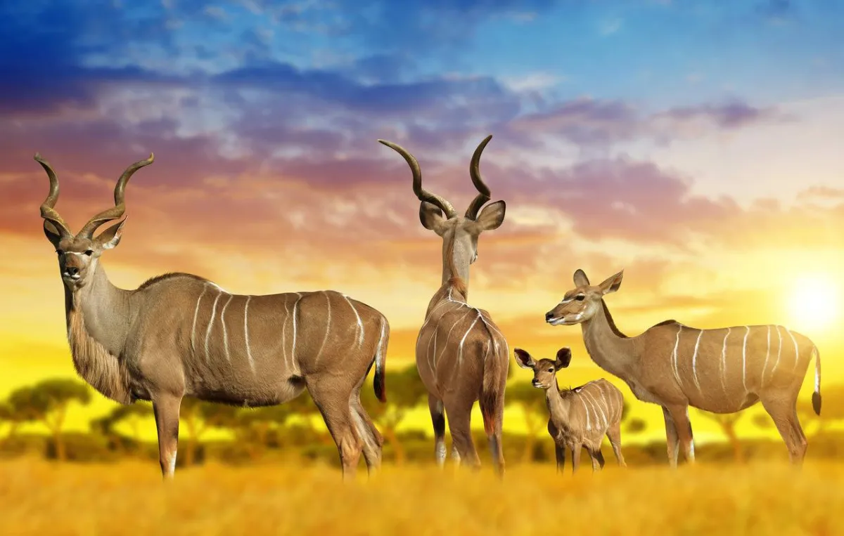 صورة لمجموعة من الظباء