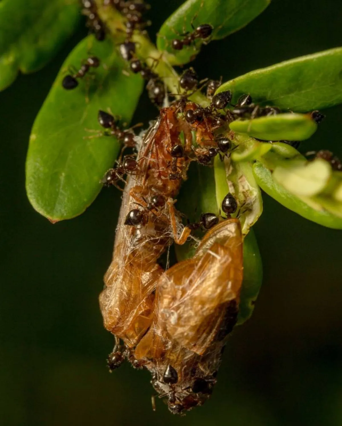 اكتشاف "حليب" مملكة النمل الغريب