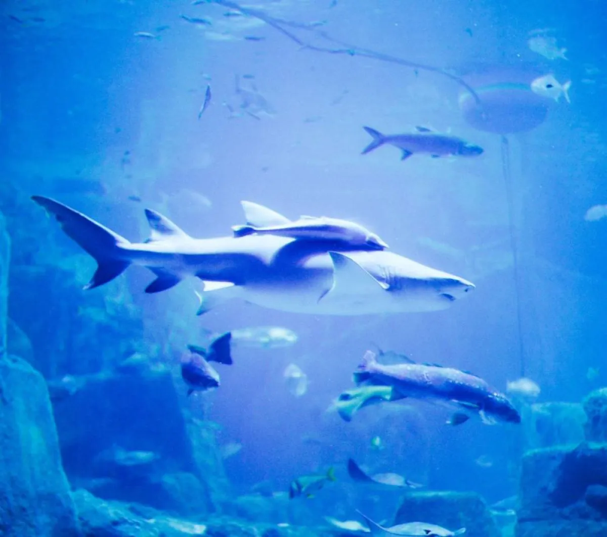 اكتشاف نادر لكائن 