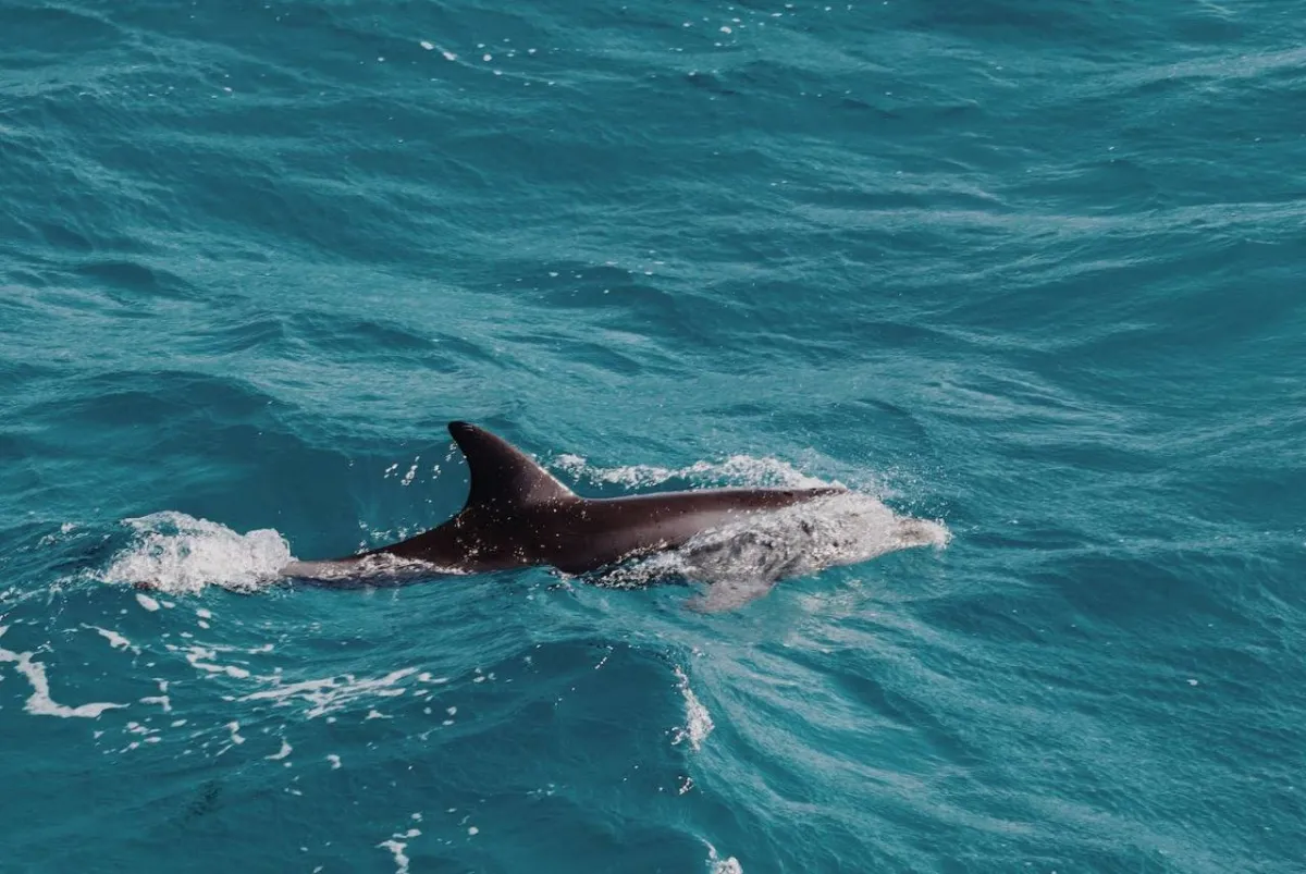 اكتشاف نادر لكائن 