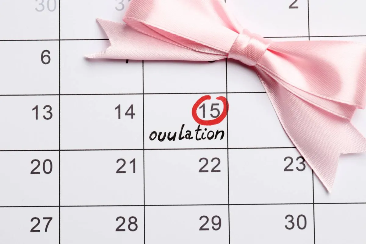 صورة لحاسبة التبويض