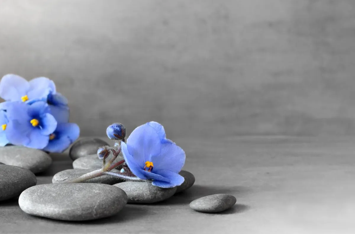 صورة لزهرة البنفسج