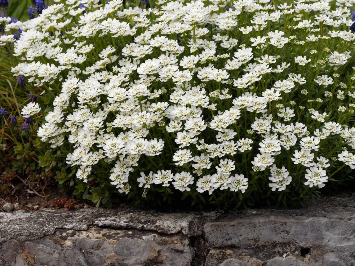 صورة للورد الأبيض