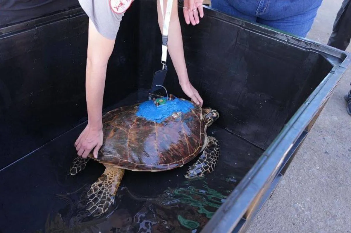 إعادة سلحفاة مهددة بالانقراض إلى بيئتها الطبيعية في السعودية
