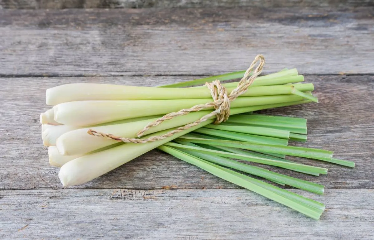 فوائد وأضرار عشبة الليمون