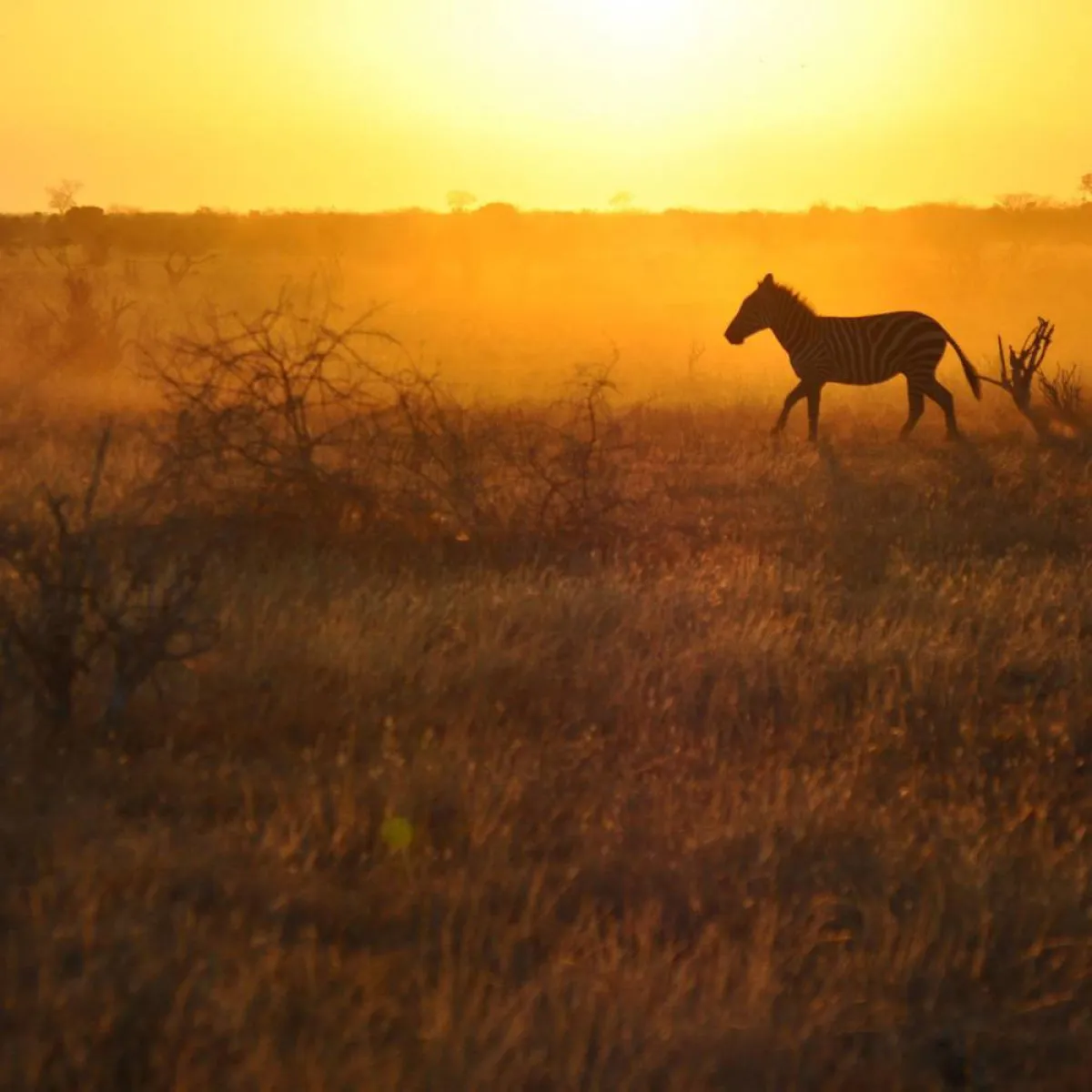 الأرض تواجه انقراضا جماعيا في 2100