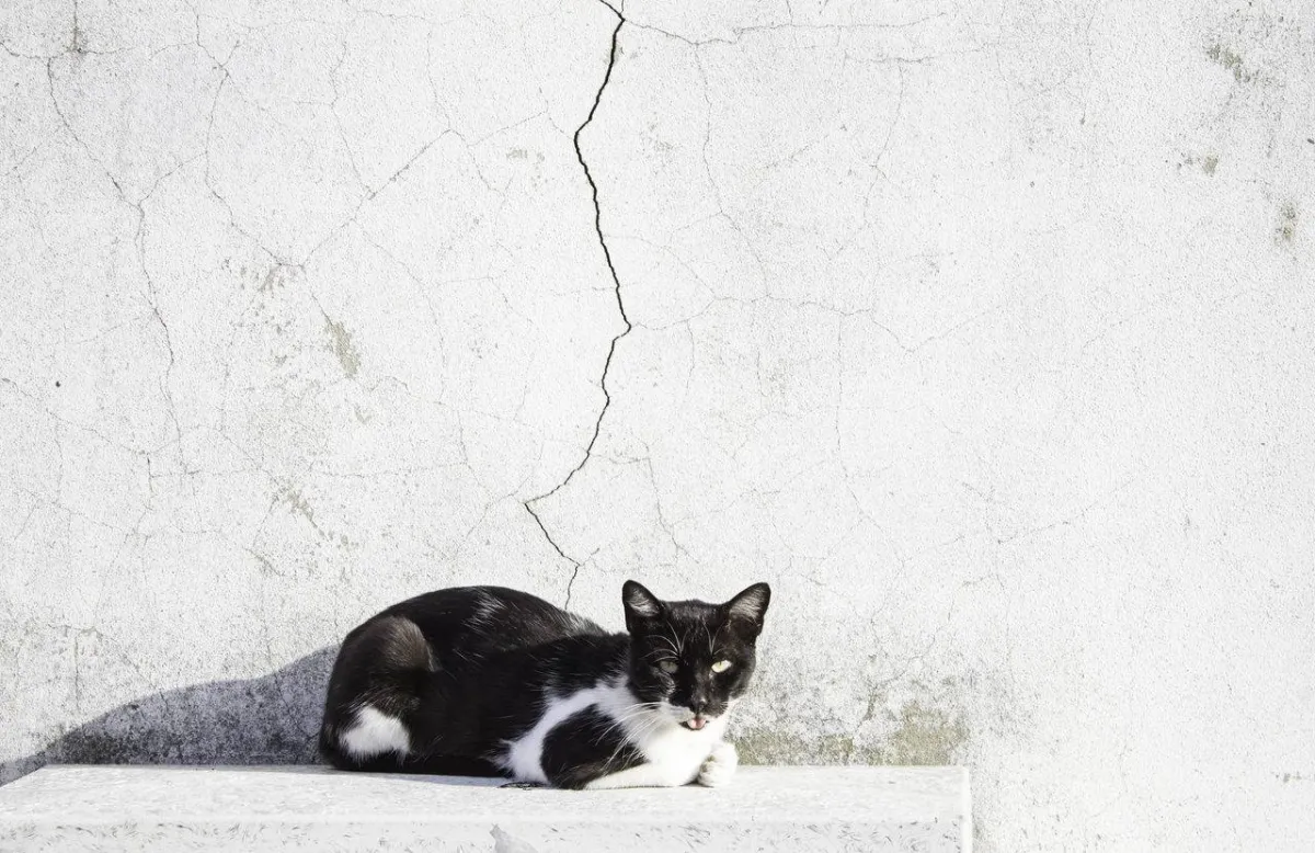 صورة لقطة ضائعة