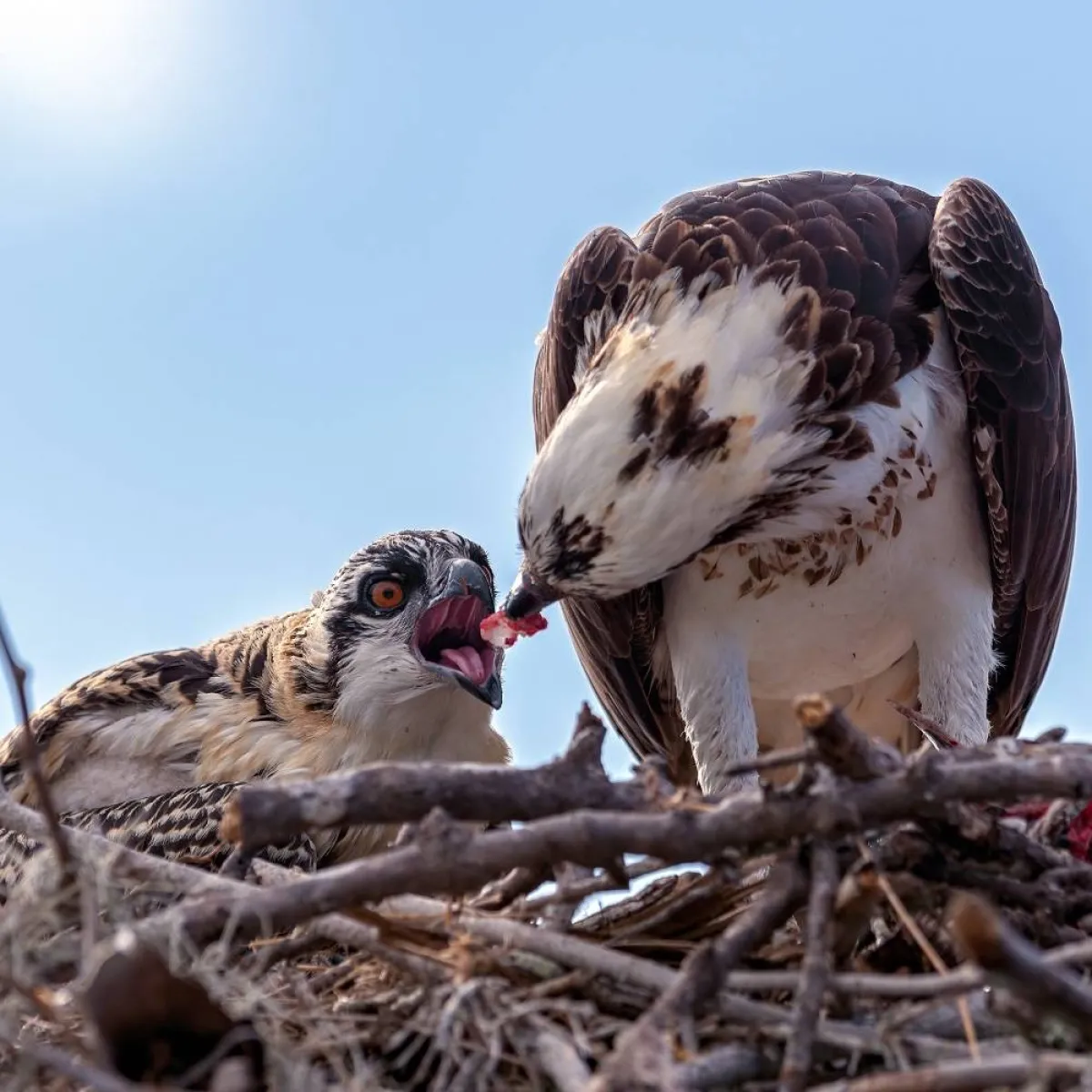 صورة للنسر الأب