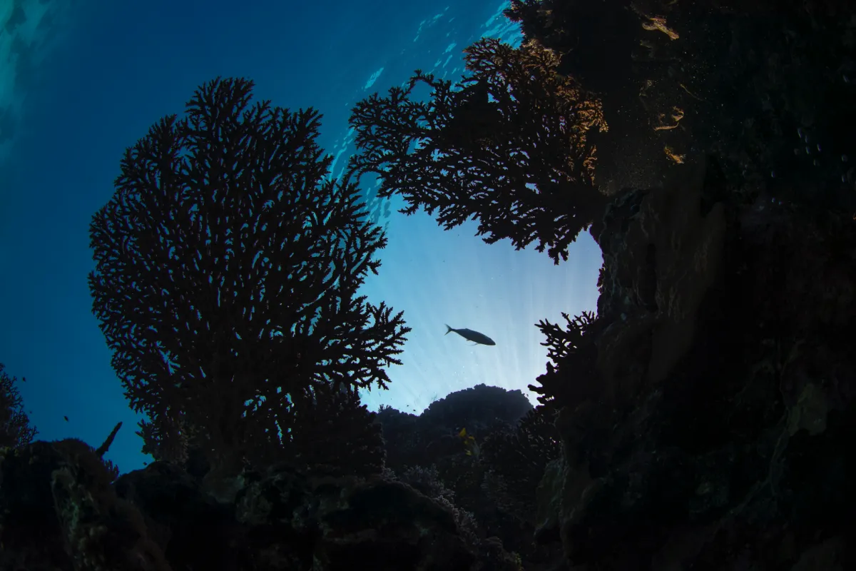 البحر الأحمر الدولية