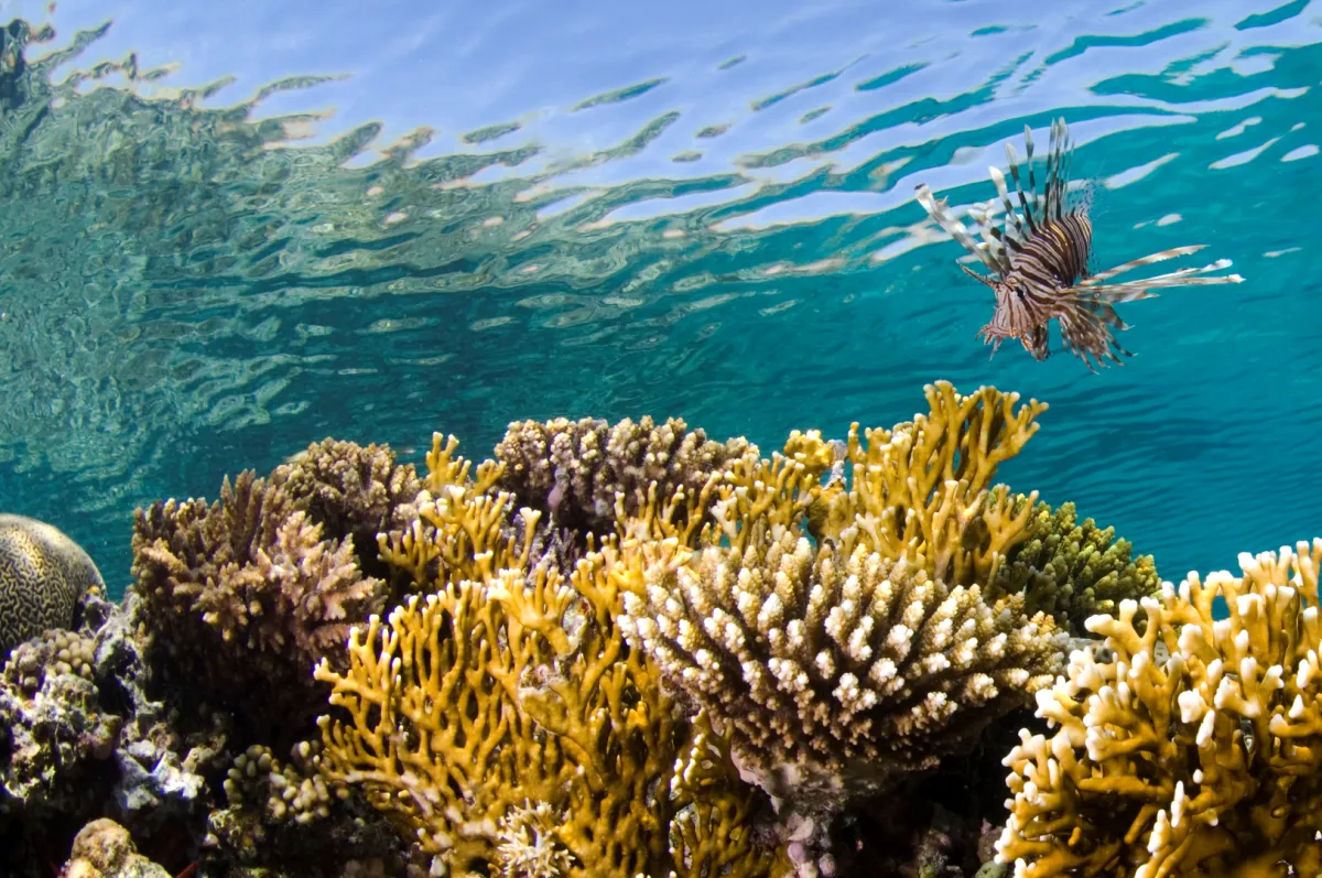 البحر الأحمر الدولية