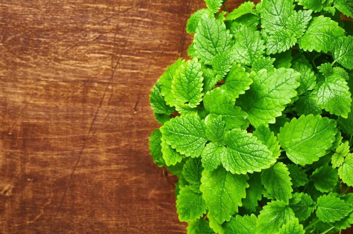 صورة لعشبة بلسم الليمون