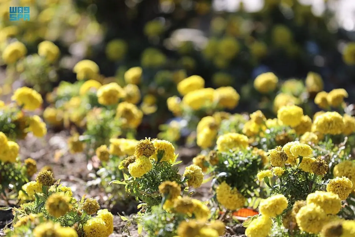 أمانة الطائف