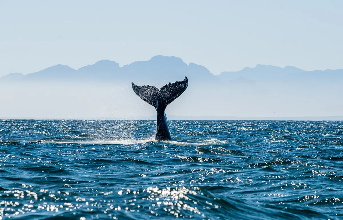 عائلة أمريكية تكتشف جمجمة حوت عمرها 12 مليون عام