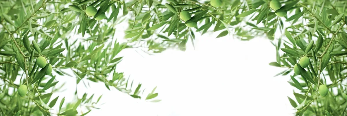 صورة لشجرة الزيتون