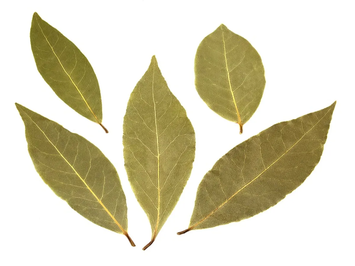 خذي حفنة من أوراق الغار وأضيفيها إلى الماء الساخن المغلي لعمل مشروب ورق الغار -المصدر: Adobe Stock