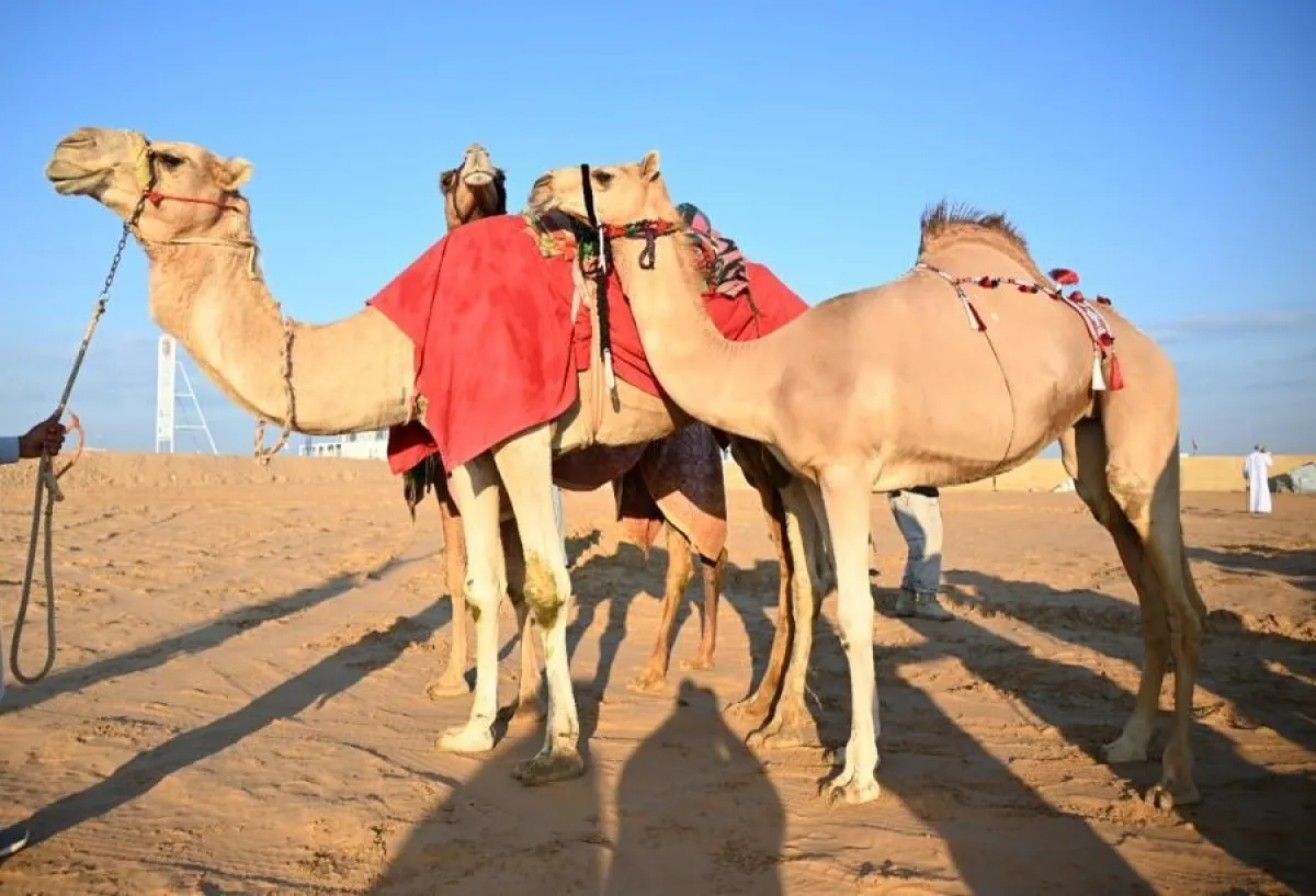 مسابقات مزاينة الإبل . الصورة من "وام"