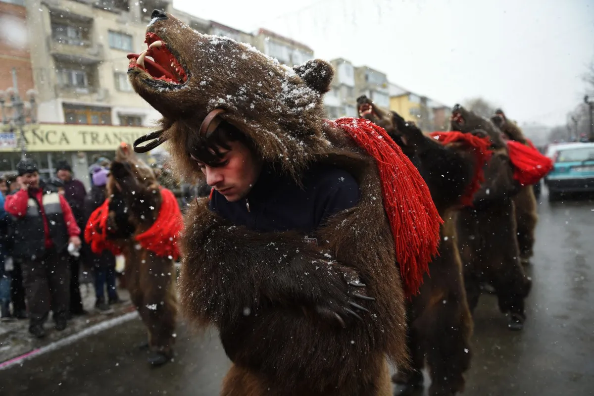 مهرجان الدببه رومانيا