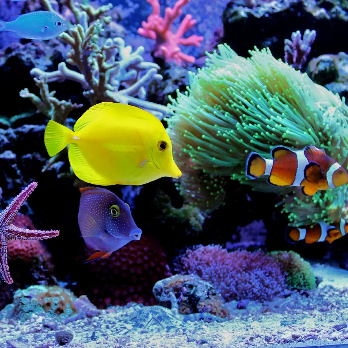 صورة للسمكة نيمو وسط الشعاب