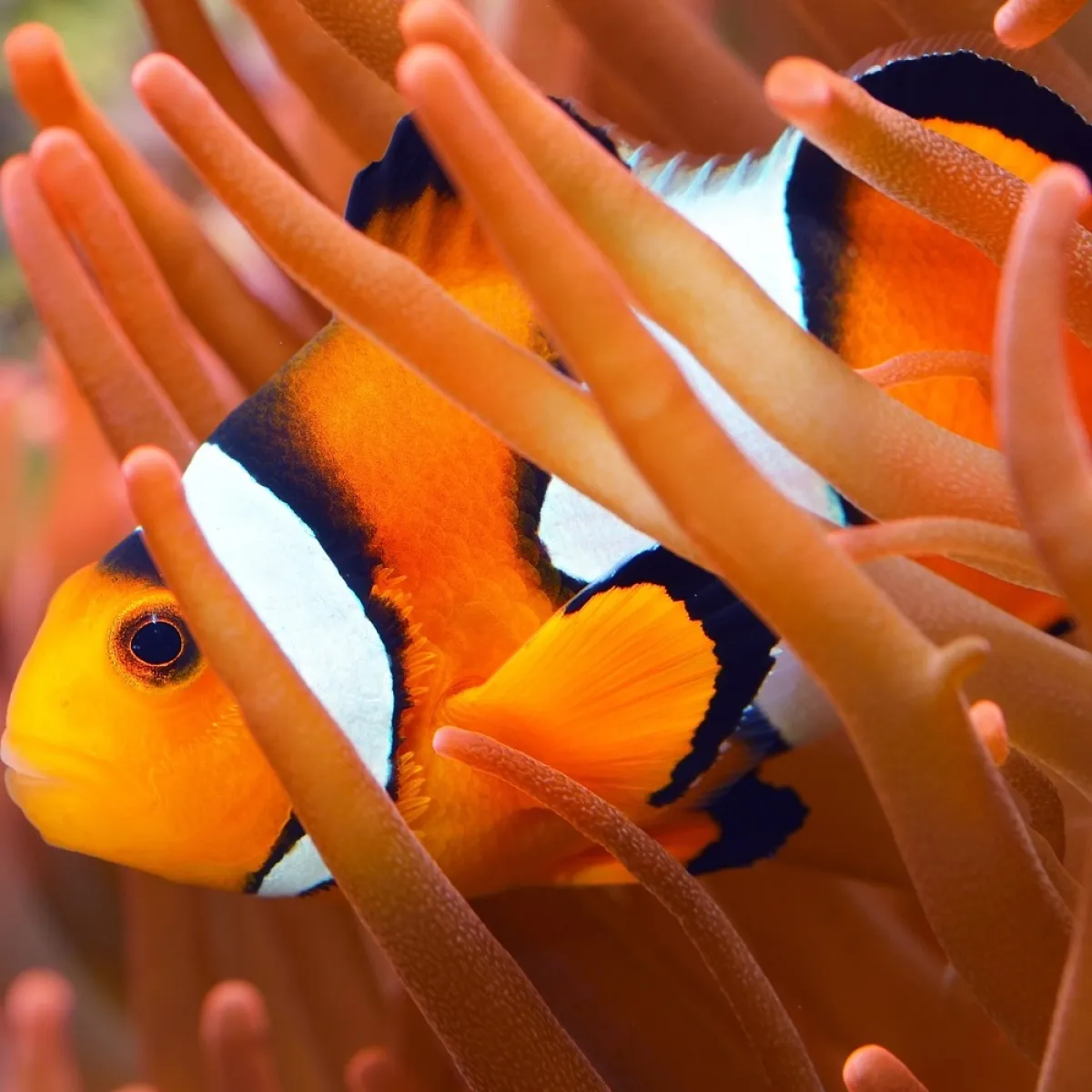 صورة للسمكة نيمو مندسة بين الشعاب