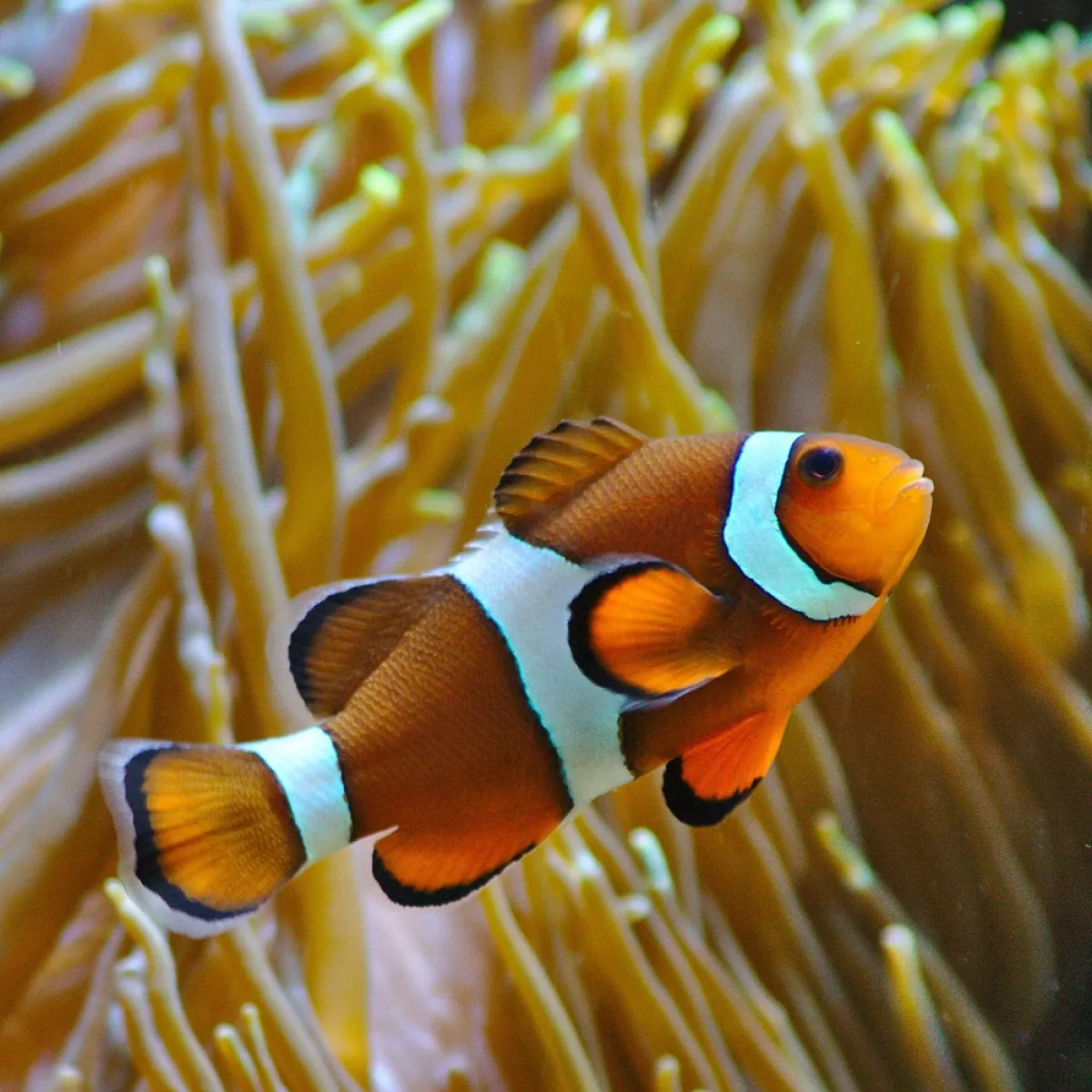 صورة للسمكة نيمو