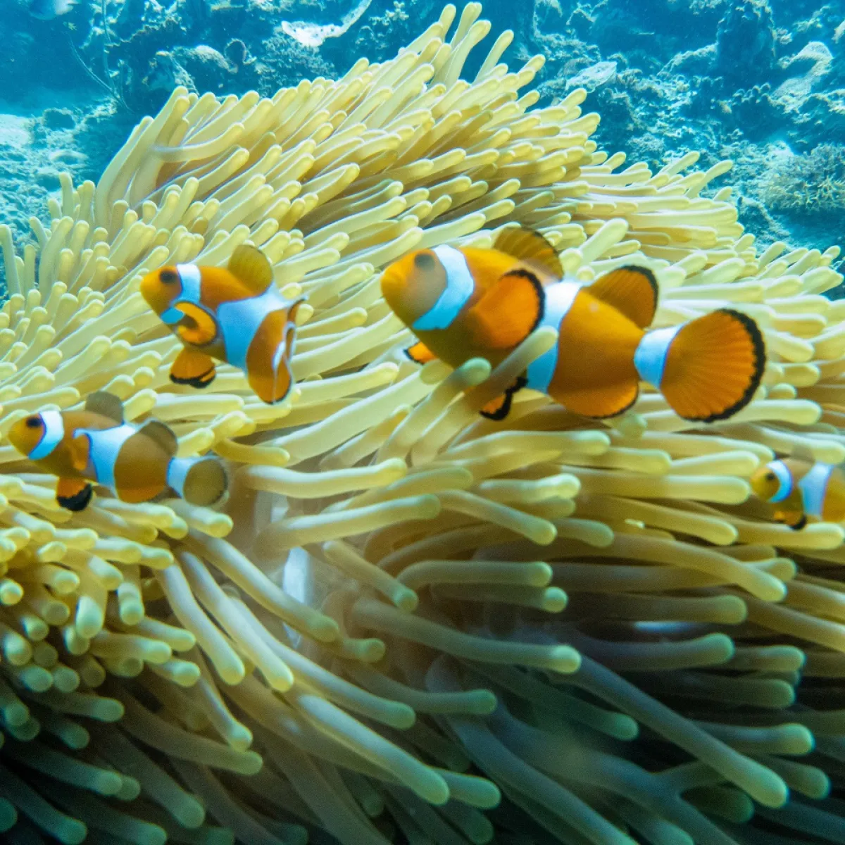 صورة للسمكة نيمو