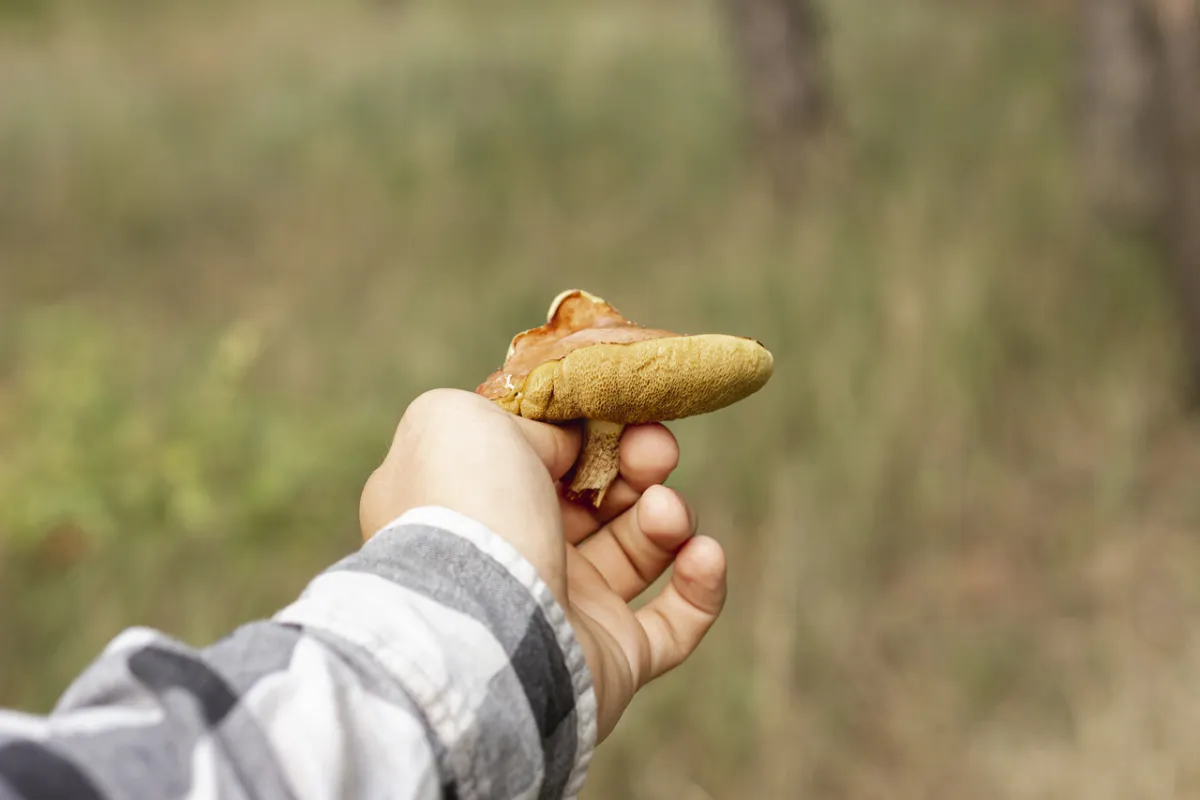 صورة ليد طفل يمسك بالفطر